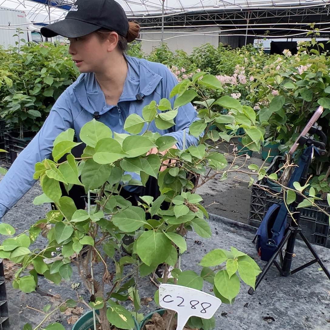 完全开放C288随机一颗