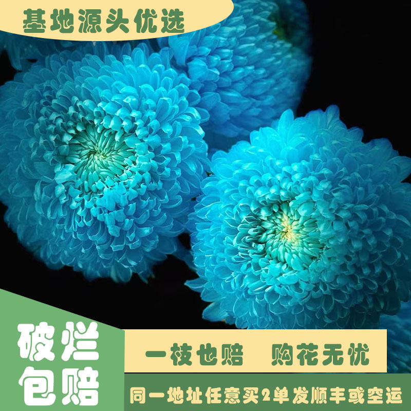 【基地源头优选】 蓝色乒乓菊     任意两单发顺丰或空运