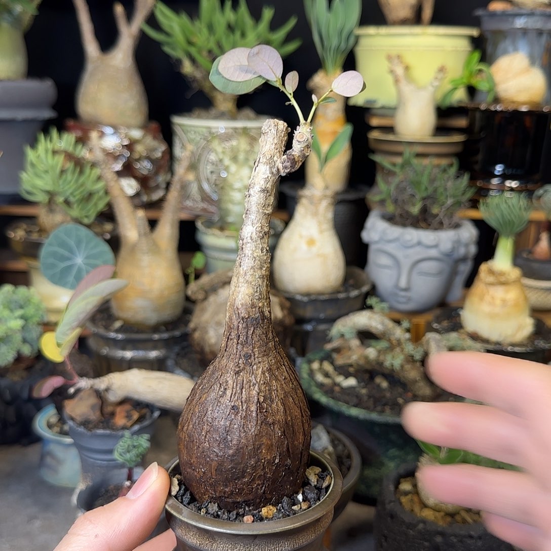 一物一拍老家奇异油柑190