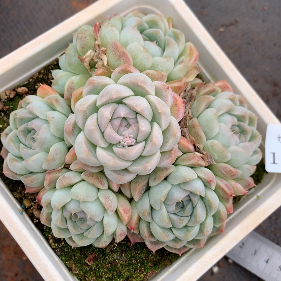 1755杂交精品基地13厘米