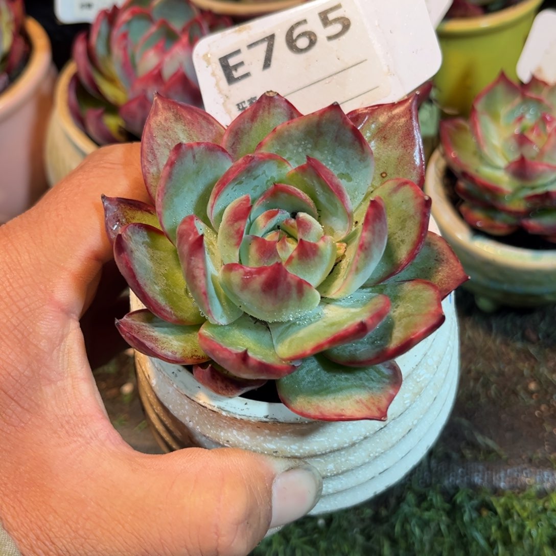 惊鸿一瞥765号多肉