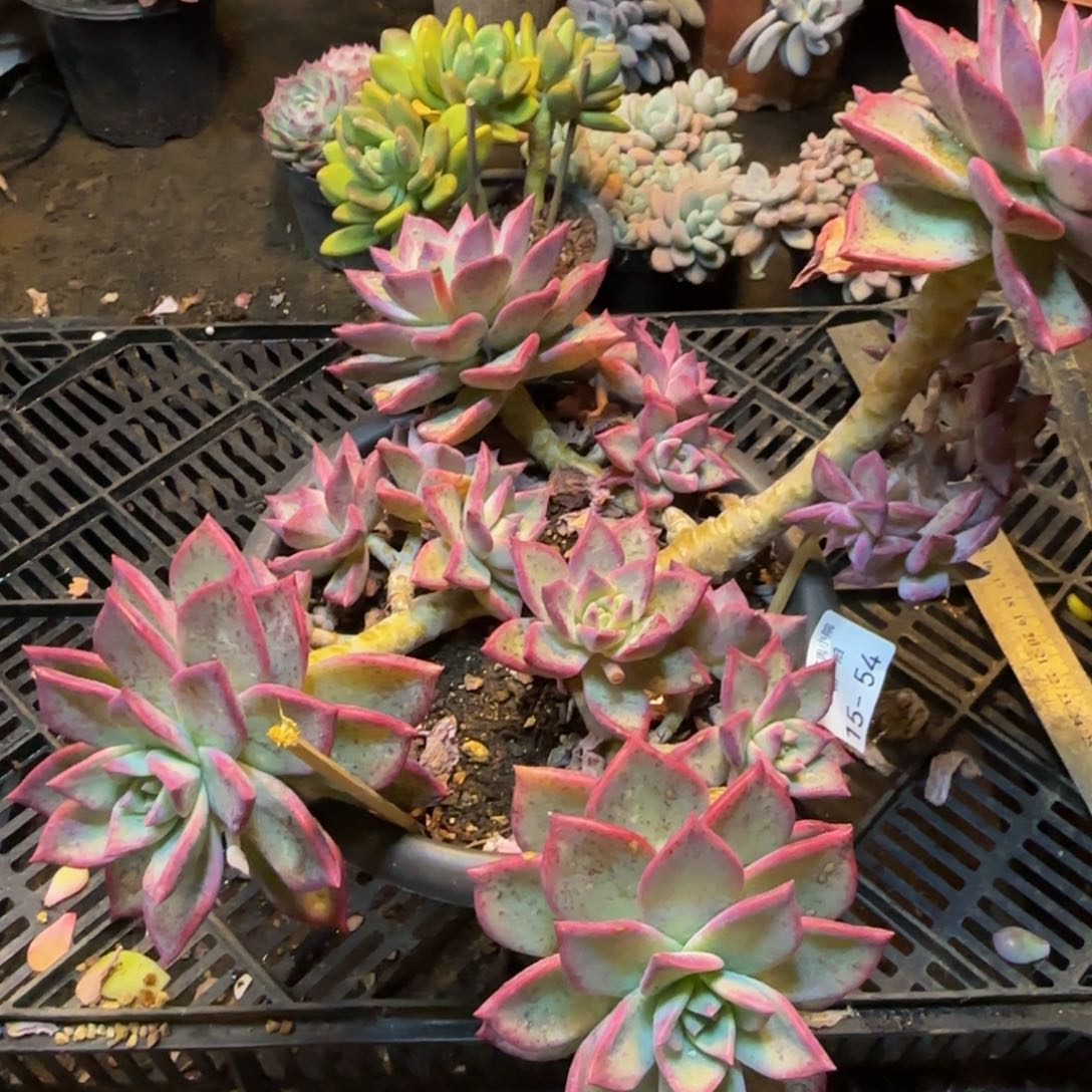 初吻一物一拍1554