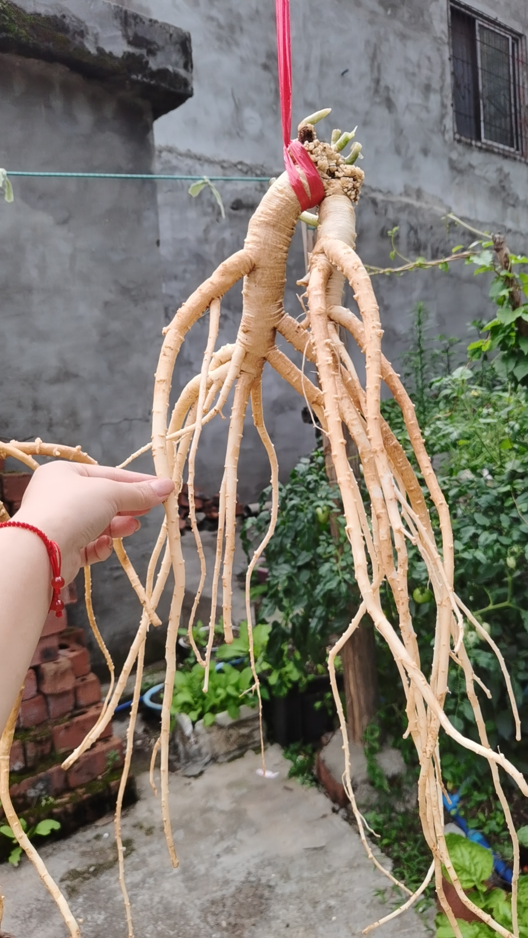 野生党参（30年以上）洗好