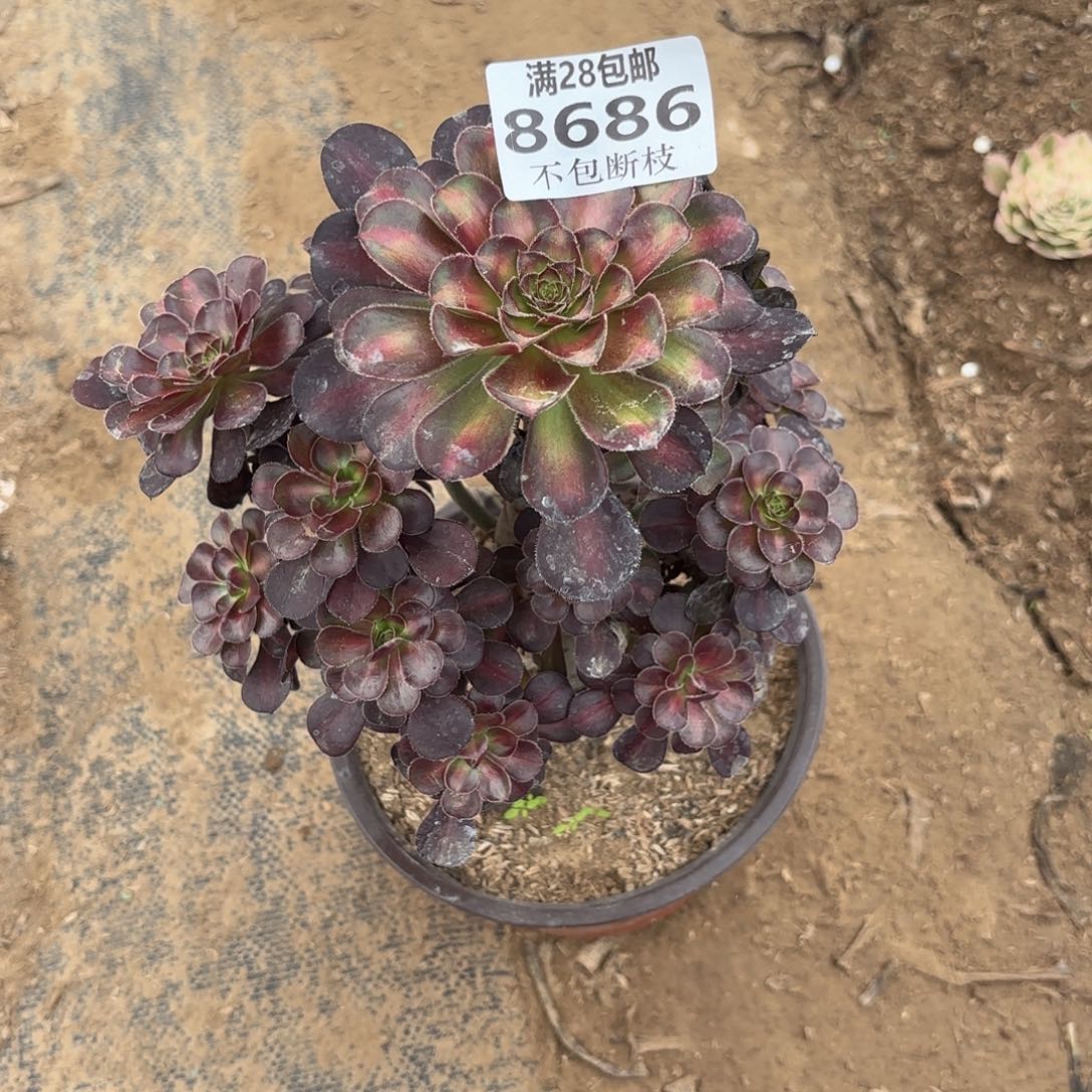 M. 8686晚霞多肉1，bad