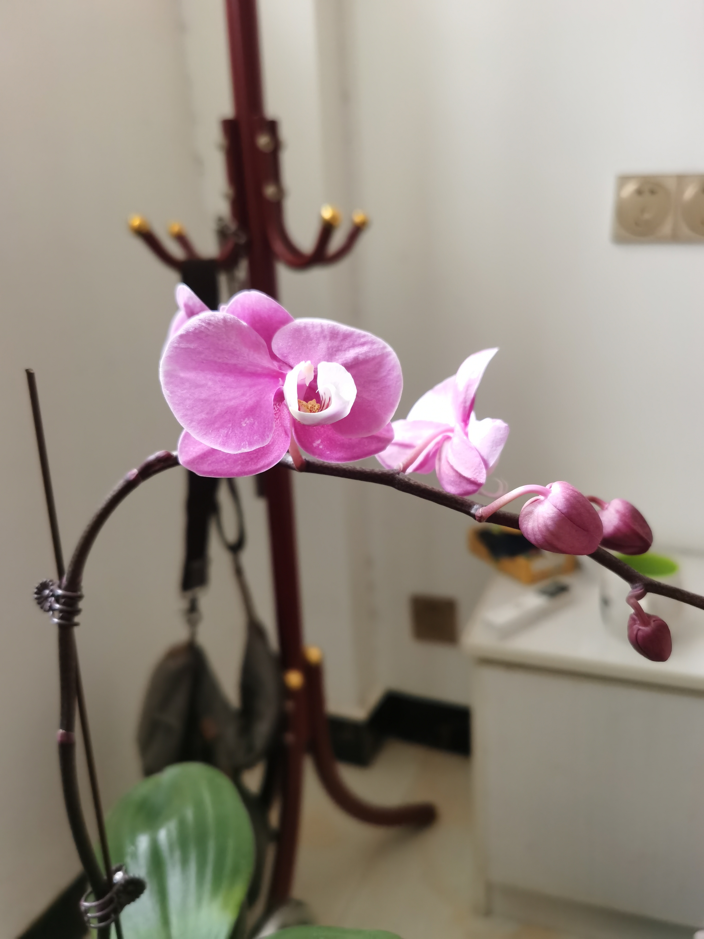 蝴蝶兰盆栽带花剑大苗植物室内真花带盆栽好花卉四季好养易活绿植