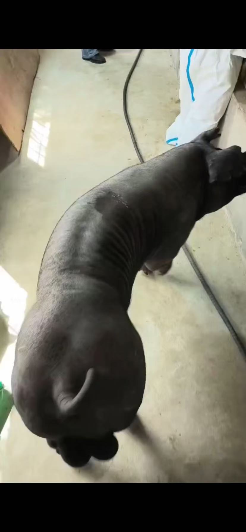 国寿黑猪  猪精液