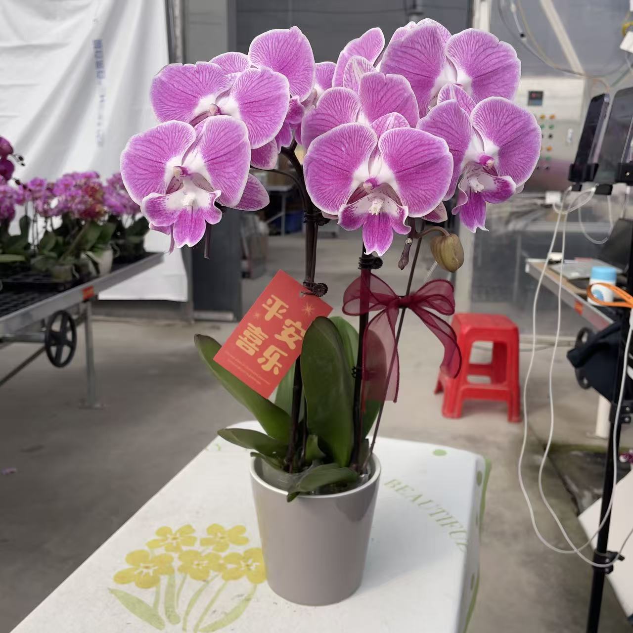 《粉美人》精品蝴蝶兰 粉紫色系 耐开好养 