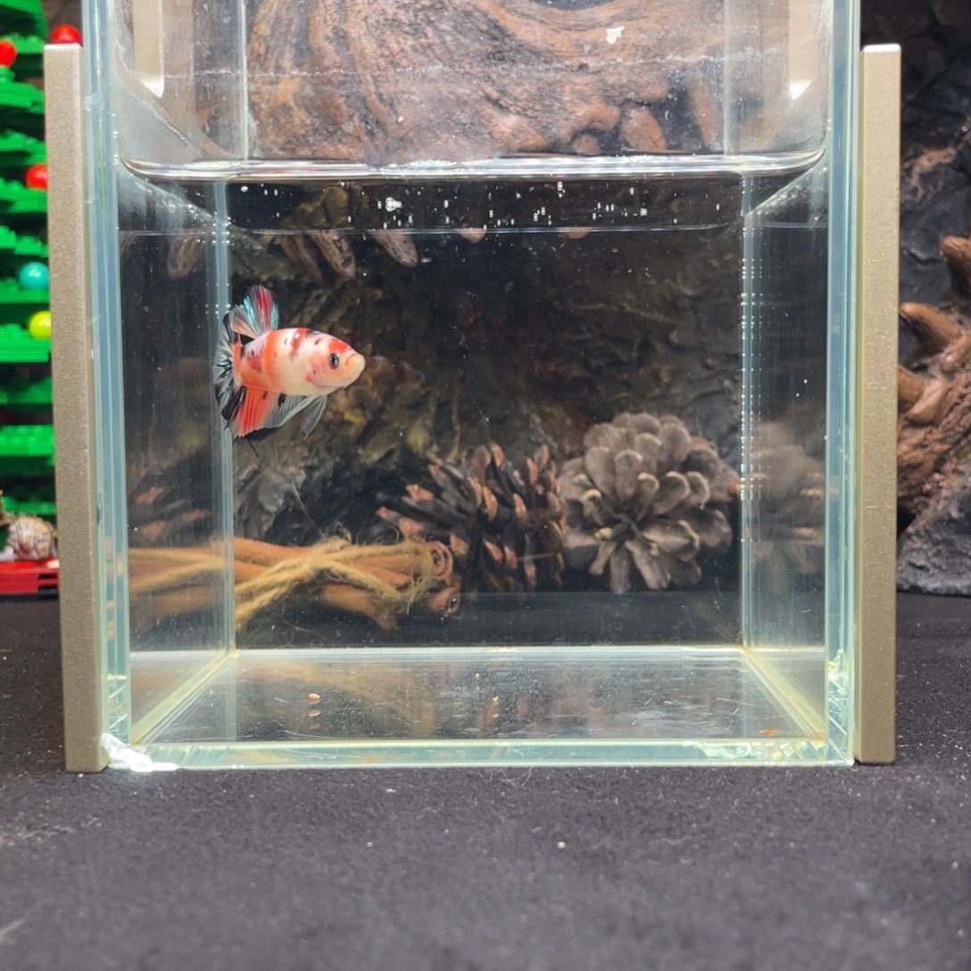 斗鱼十二月十一日竞价