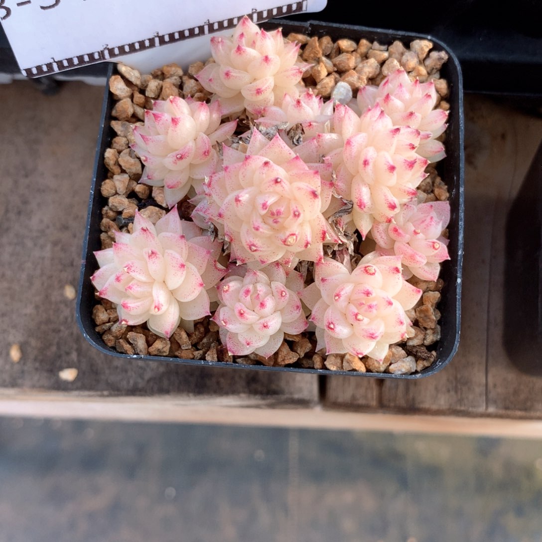 编号麦秆老桩自然群58包邮不包整