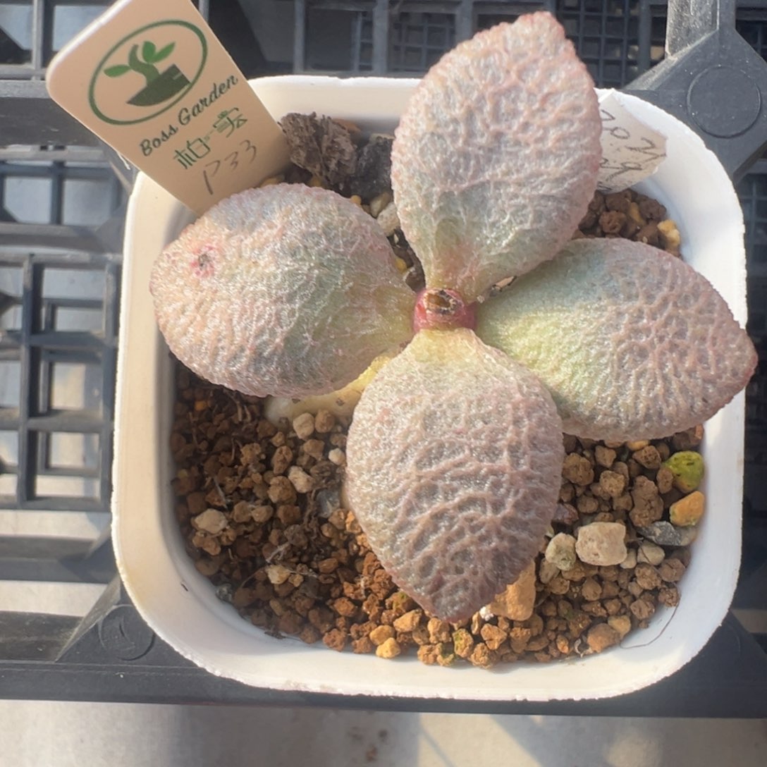 天***天498老桩粉色蛋带纹路