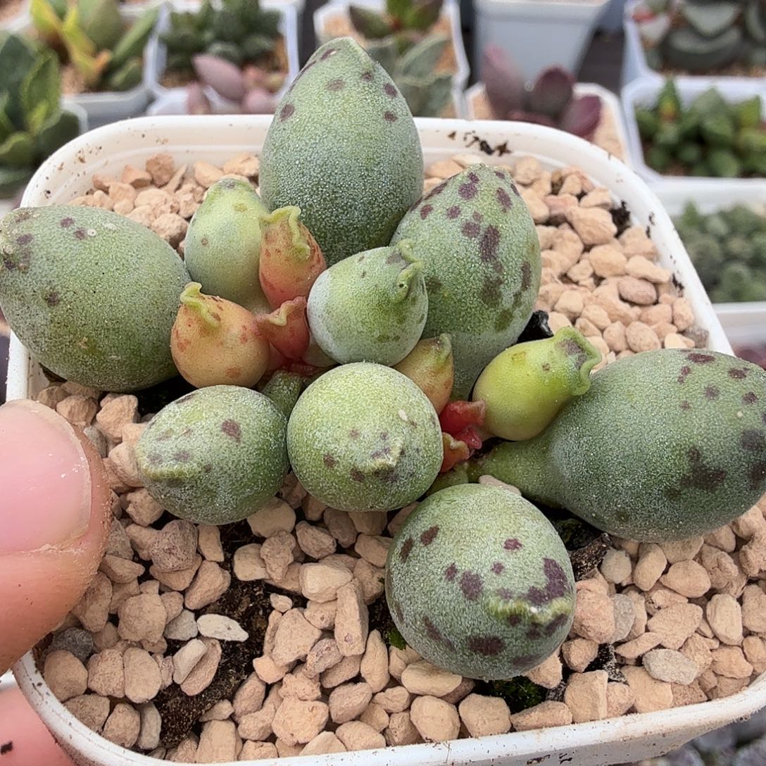 星***里黄金丸叶海豹          