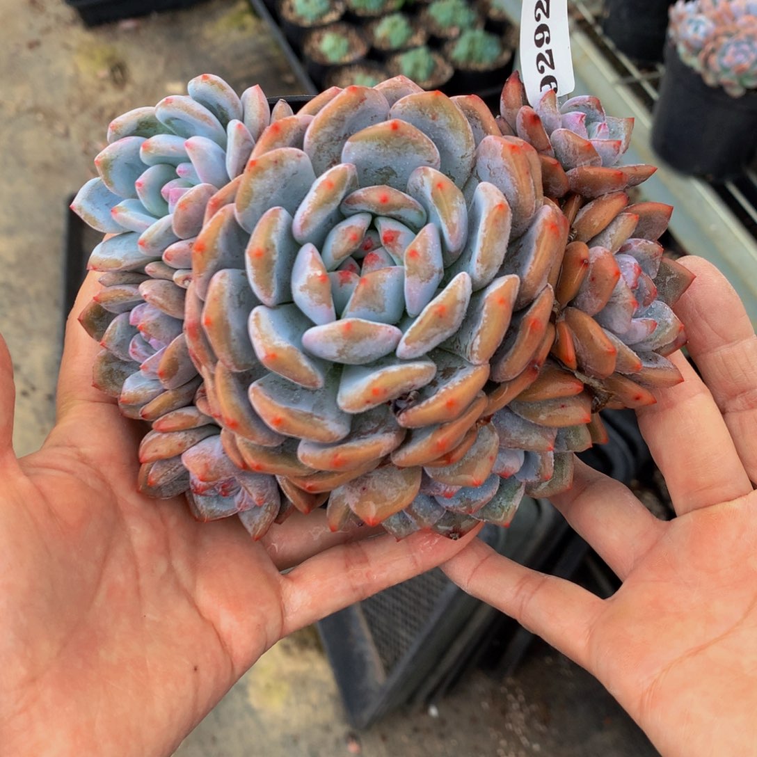 92920多头星影一个嗯嗯嗯嗯嗯嗯的