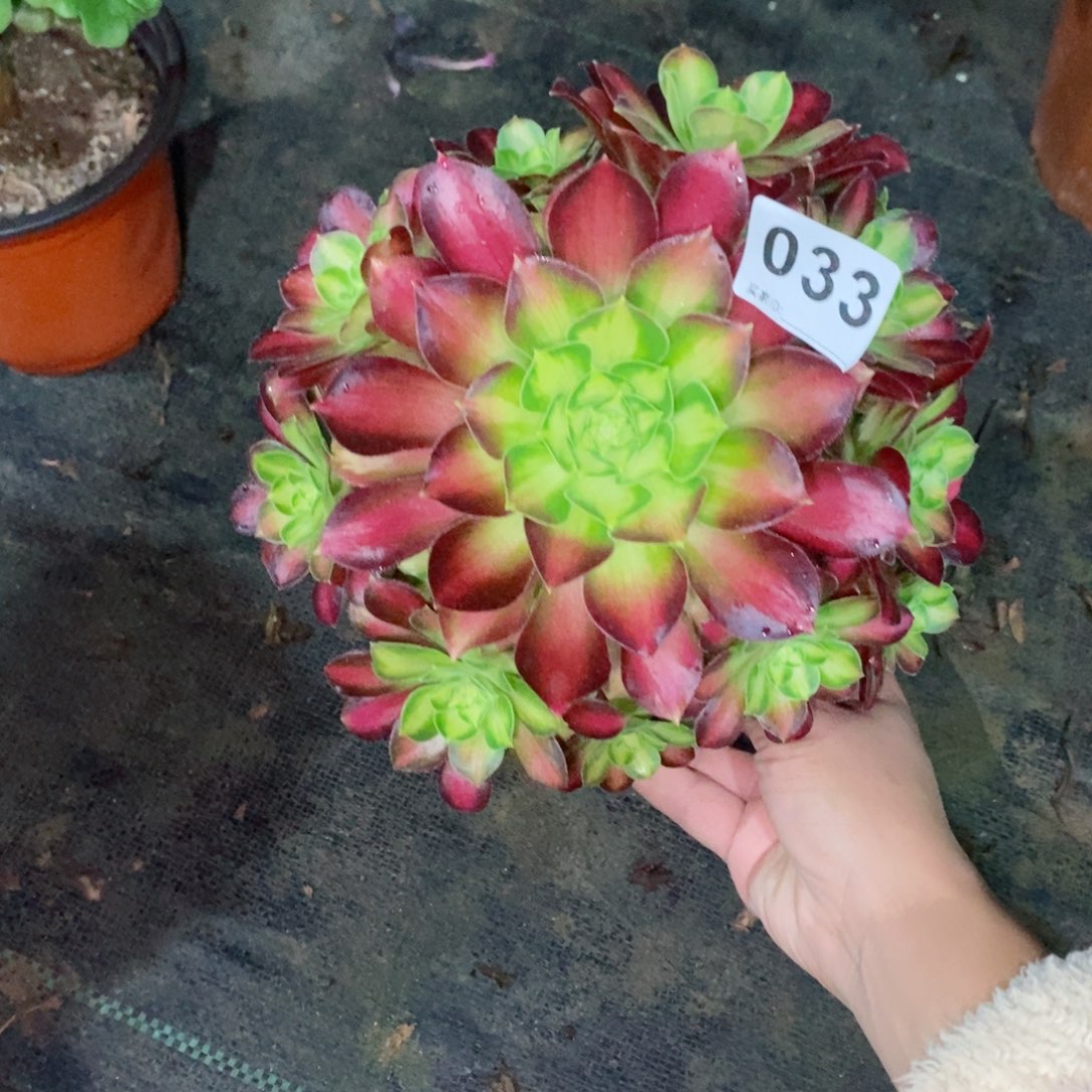 绞*机韶华033多肉1111