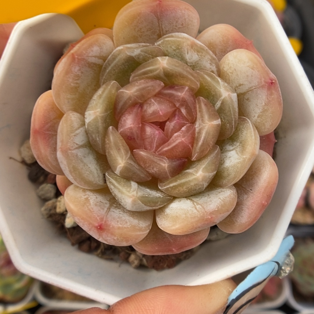 白色恋人可拍898号。  