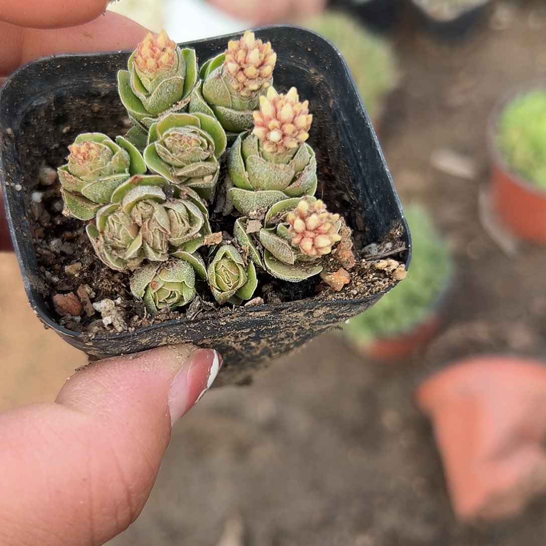 多肉植物玉春开花