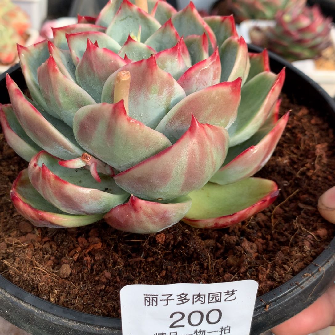 200花脸宽叶拉丝外翻。尺寸11。多肉植物