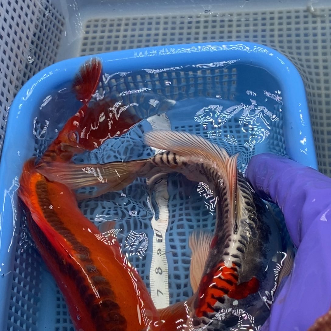 锦鲤冷水锦鲤包邮