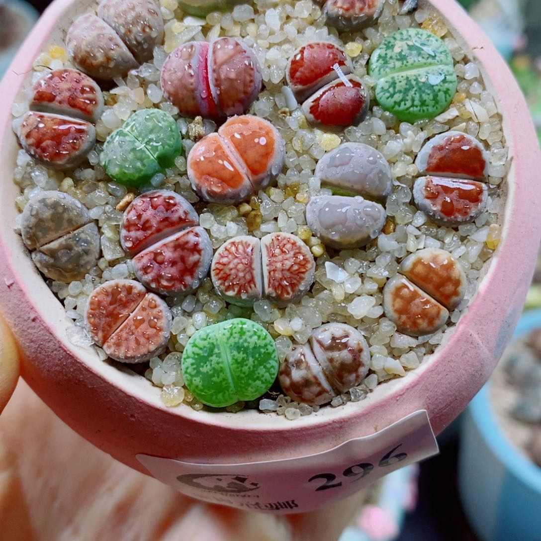 生石花花花花花花花296