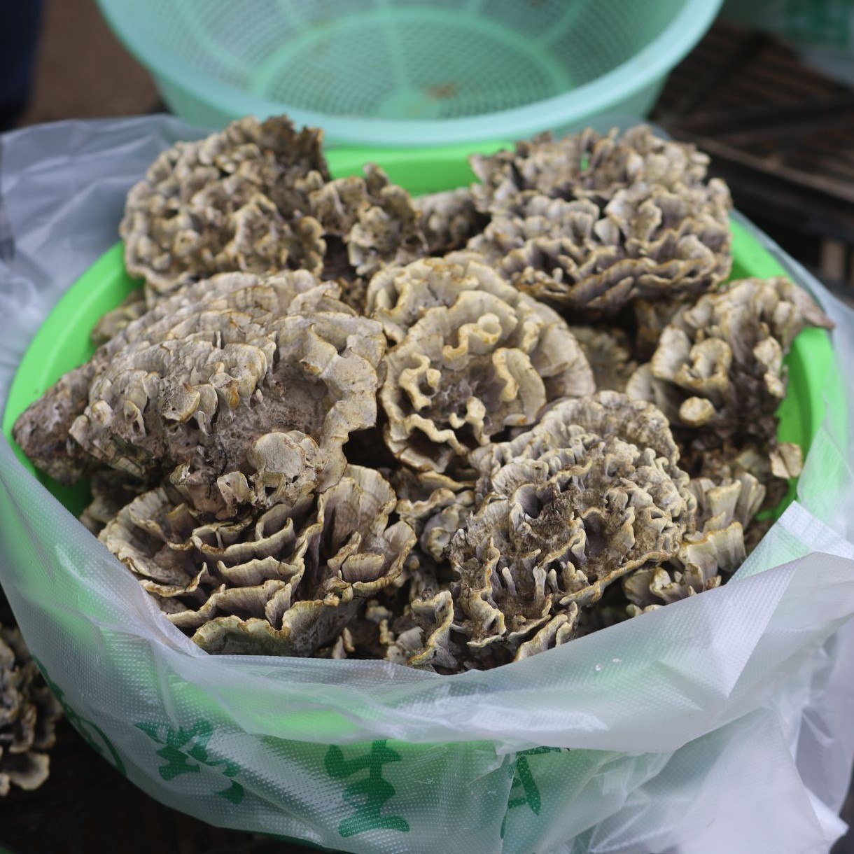 云南新鲜野生干巴菌顺丰冷链包邮可用于炒饭的野生菌