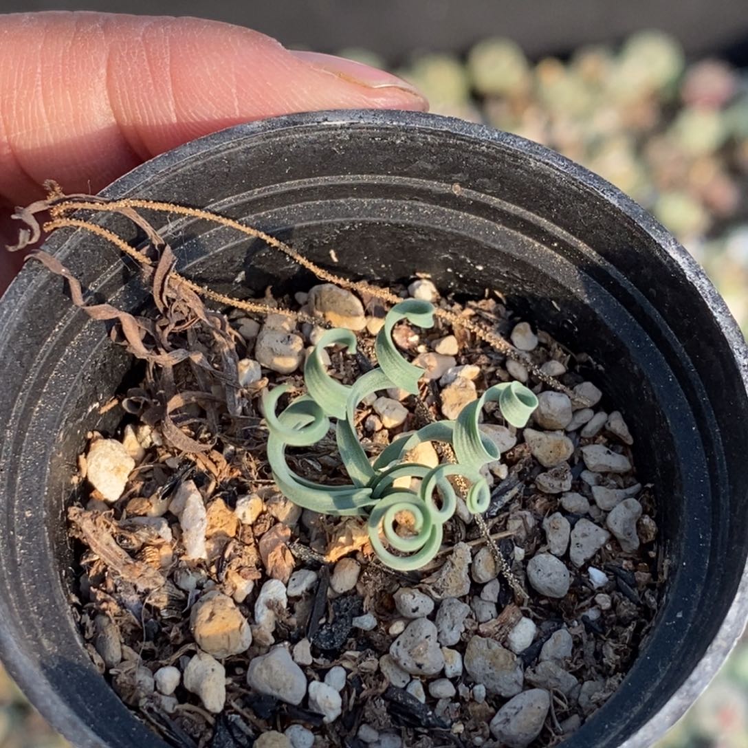 哎***边0363 弹簧草带盆土