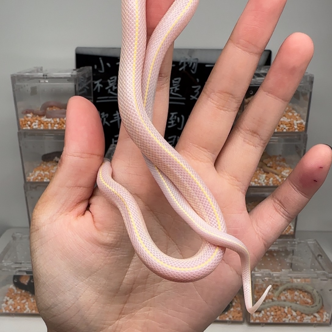 直播间专拍 白化sd直线弟弟