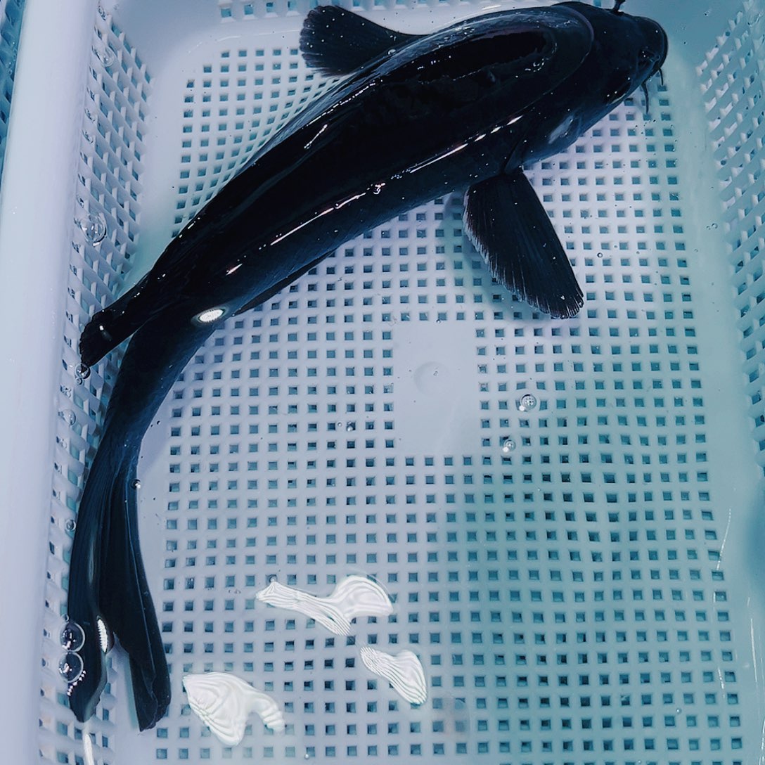 锦鲤锦鲤冷水鱼观赏