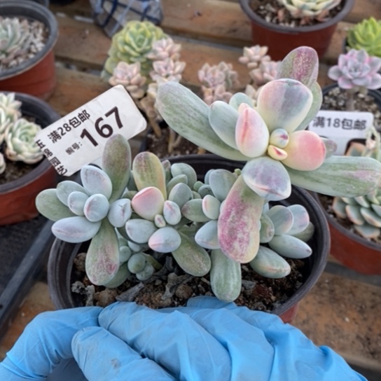 167一一一一一一一一一