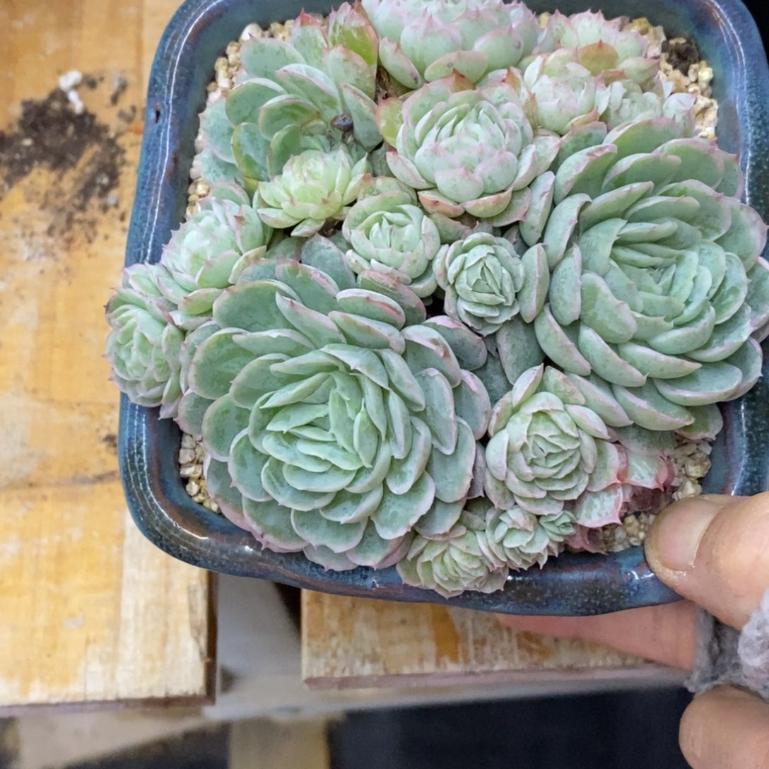 精品多肉一物一拍不包整3