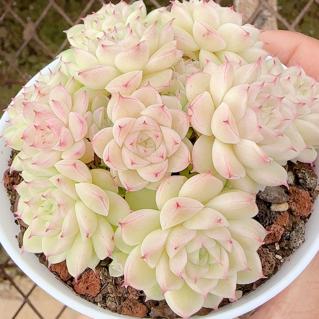 1211-56（m1-40）优选多肉