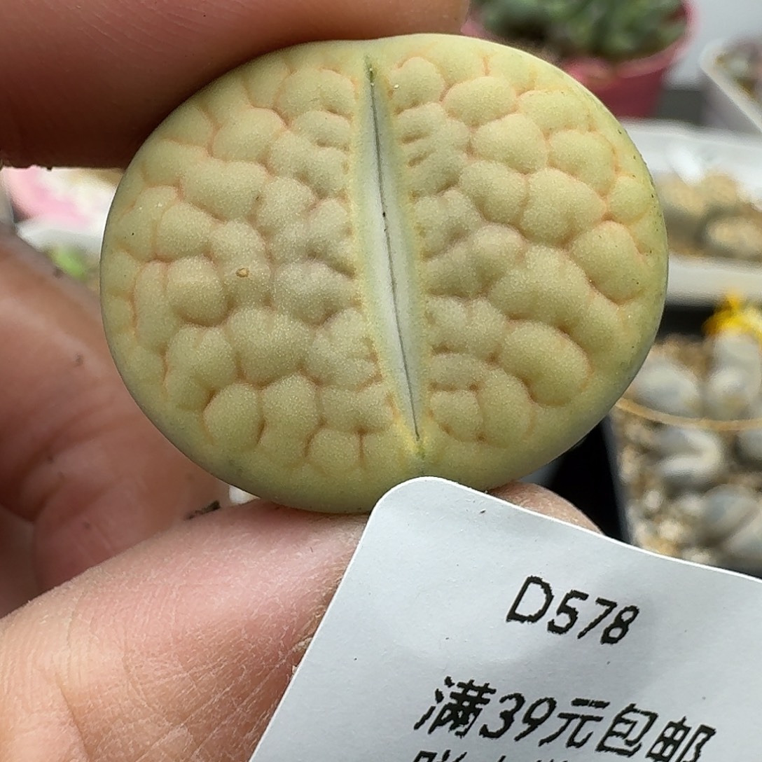 578多肉哈哈哈哈哈哈哈
