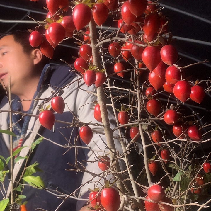 无花朵老鸦的眼睛