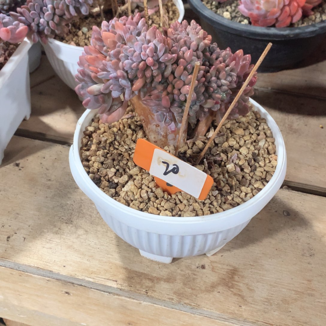 多肉植物灯美人树缀