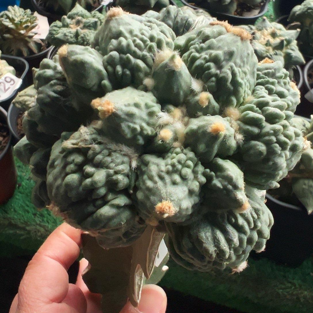 无花朵福利蛋尤怒涛牡丹450