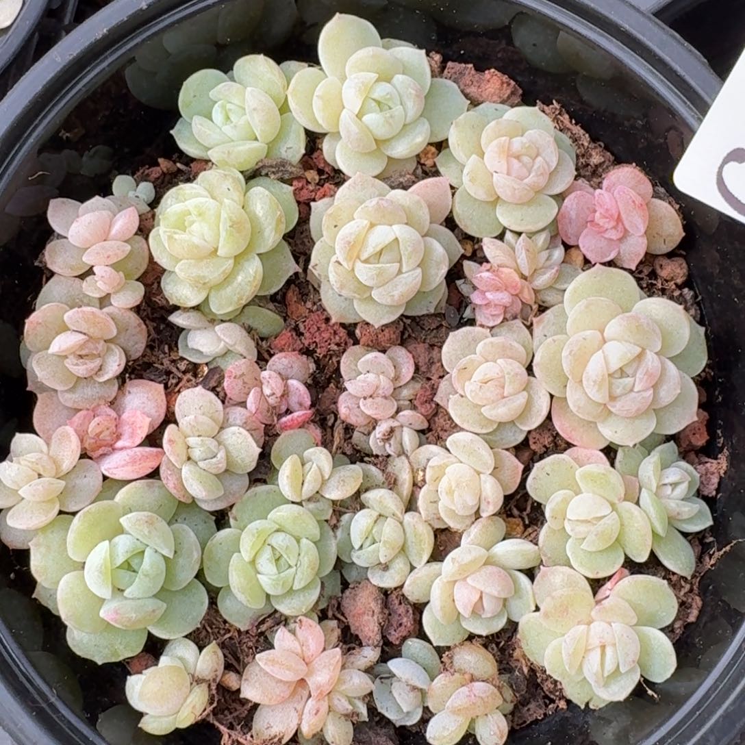 多肉植物多肉植物670