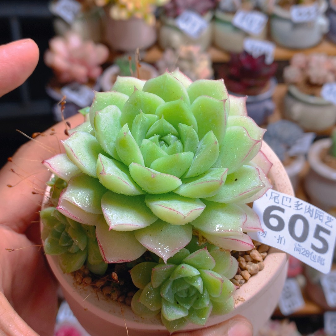 小尾巴多肉园艺5CM迷你拇指盆栽605
