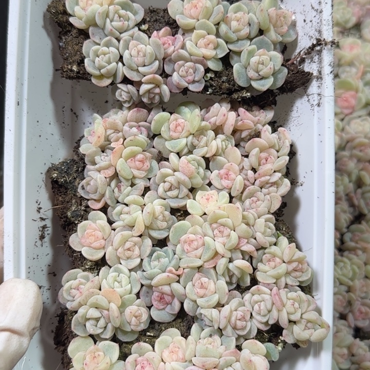 71号王者系列多肉一盒