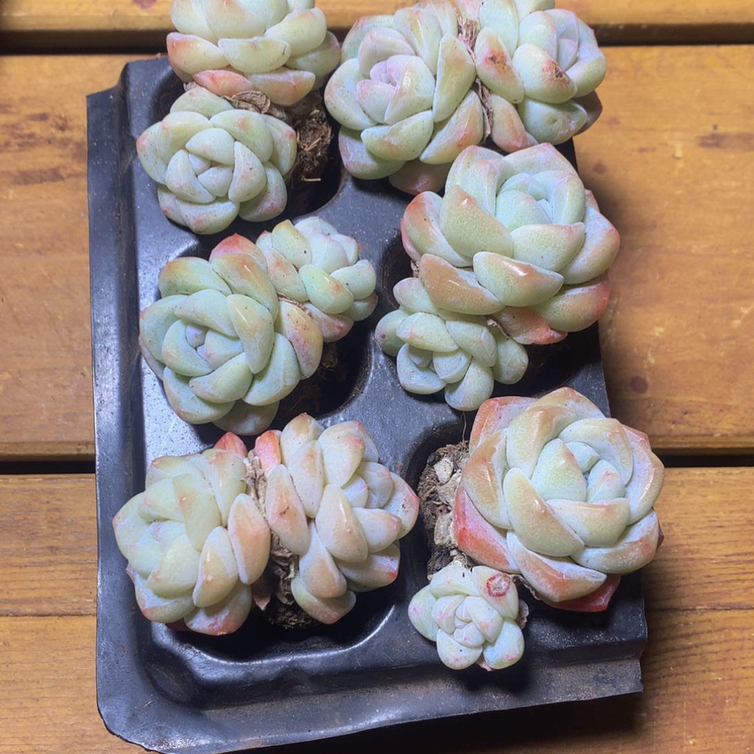 小精控冰玉组合一物一拍