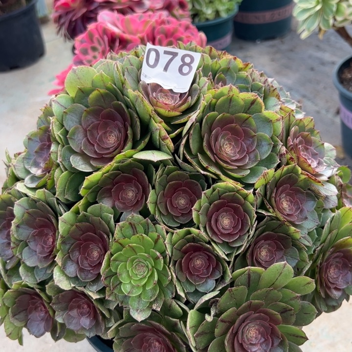 078万拉丝朵朵30厘米左右