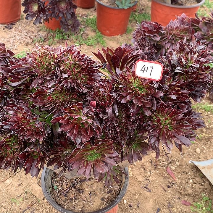 绿箭砍头不包损多肉417