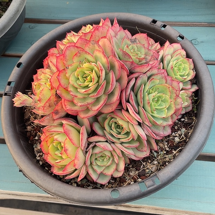 牡丹亭啦啦啦德玛西亚