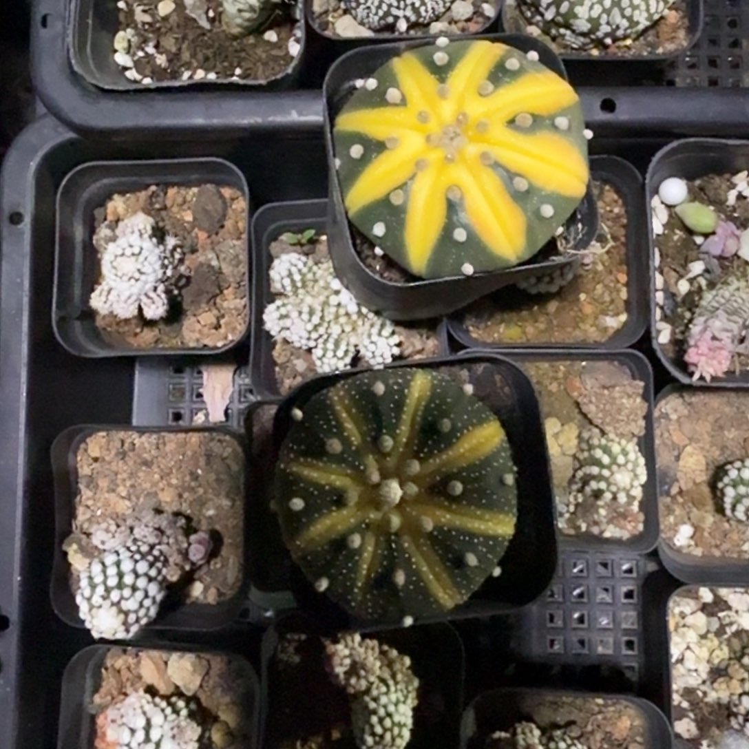 两颗星都多肉植物