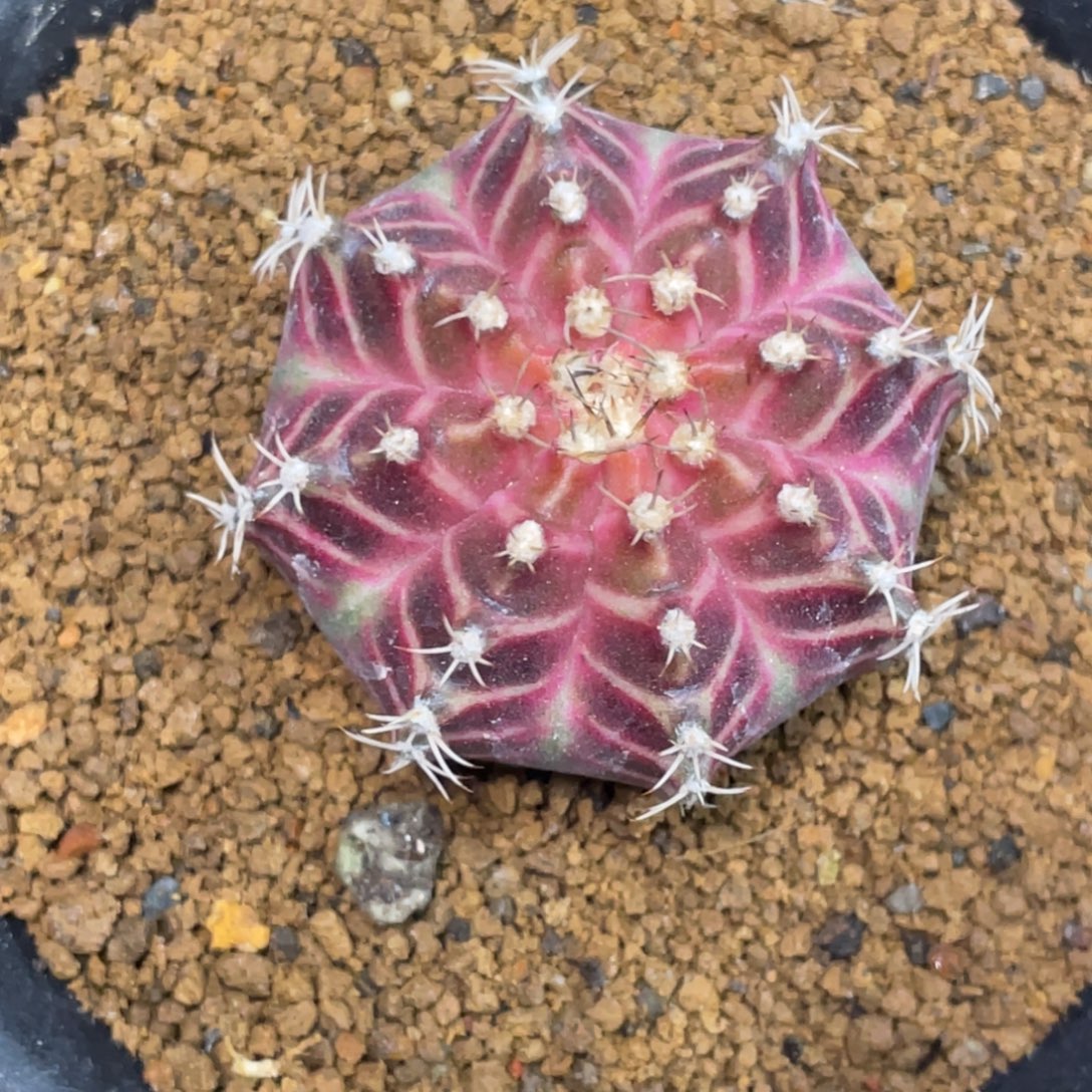 当前无花朵，栽培后可花朵皇氏轮回