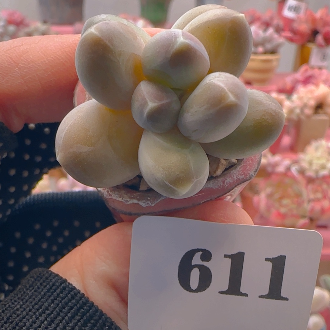 天空美人611 ，带盆土发货，满38包邮非偏远。