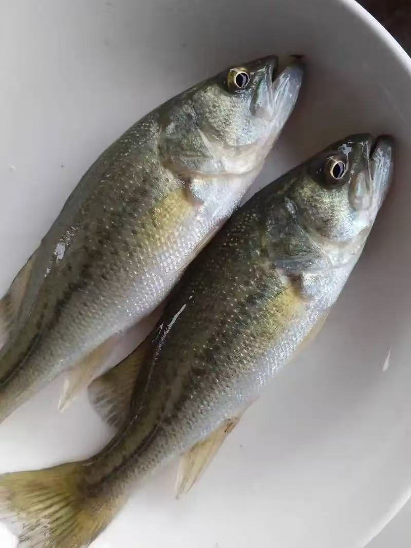 东北冬捕野生江鲈鱼5斤（顺丰加10元）