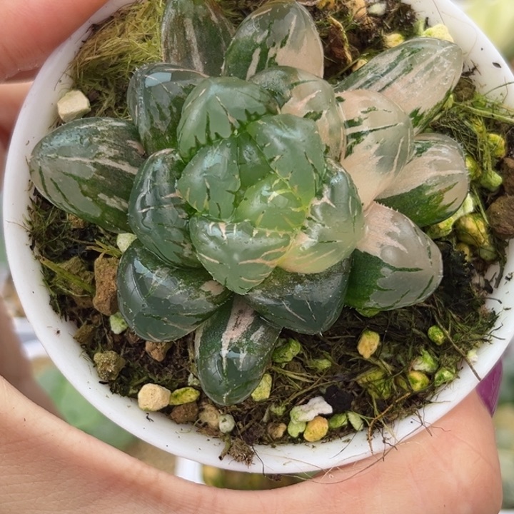 212大窗冰灯玉露锦哈哈哈哈