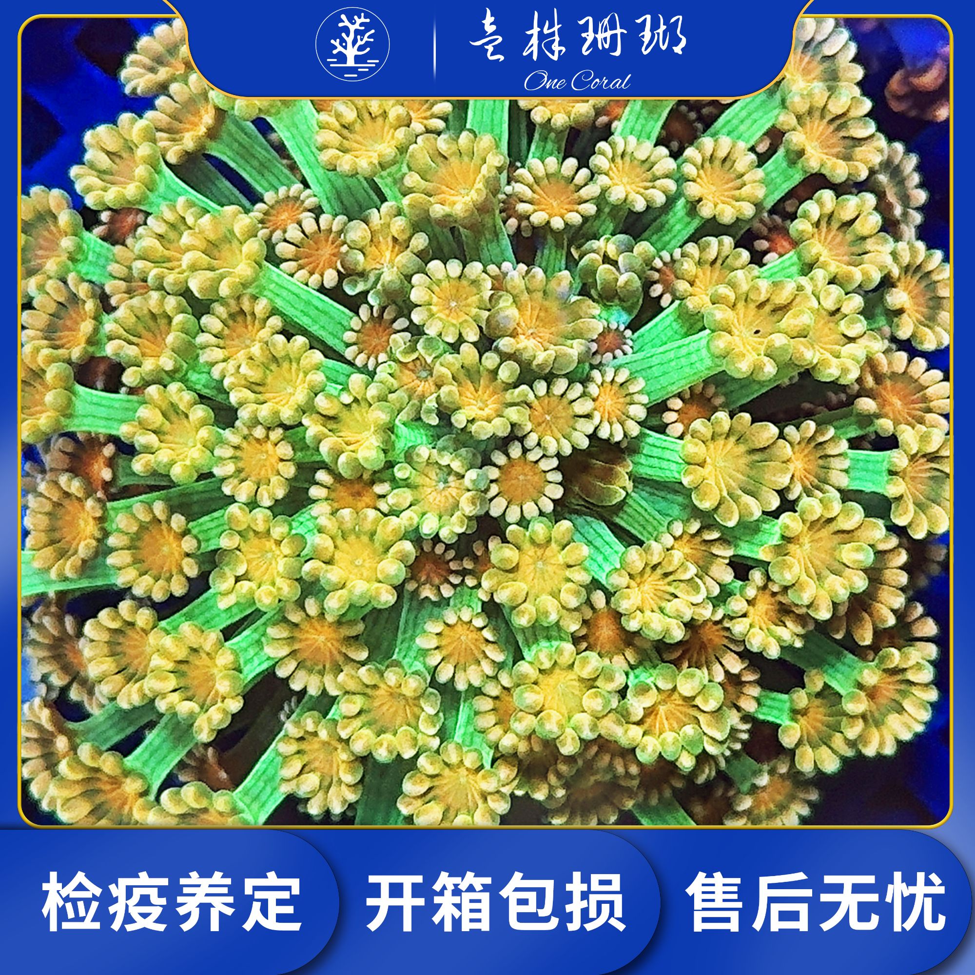 彩茉莉珊瑚切件直播一图一物顺丰