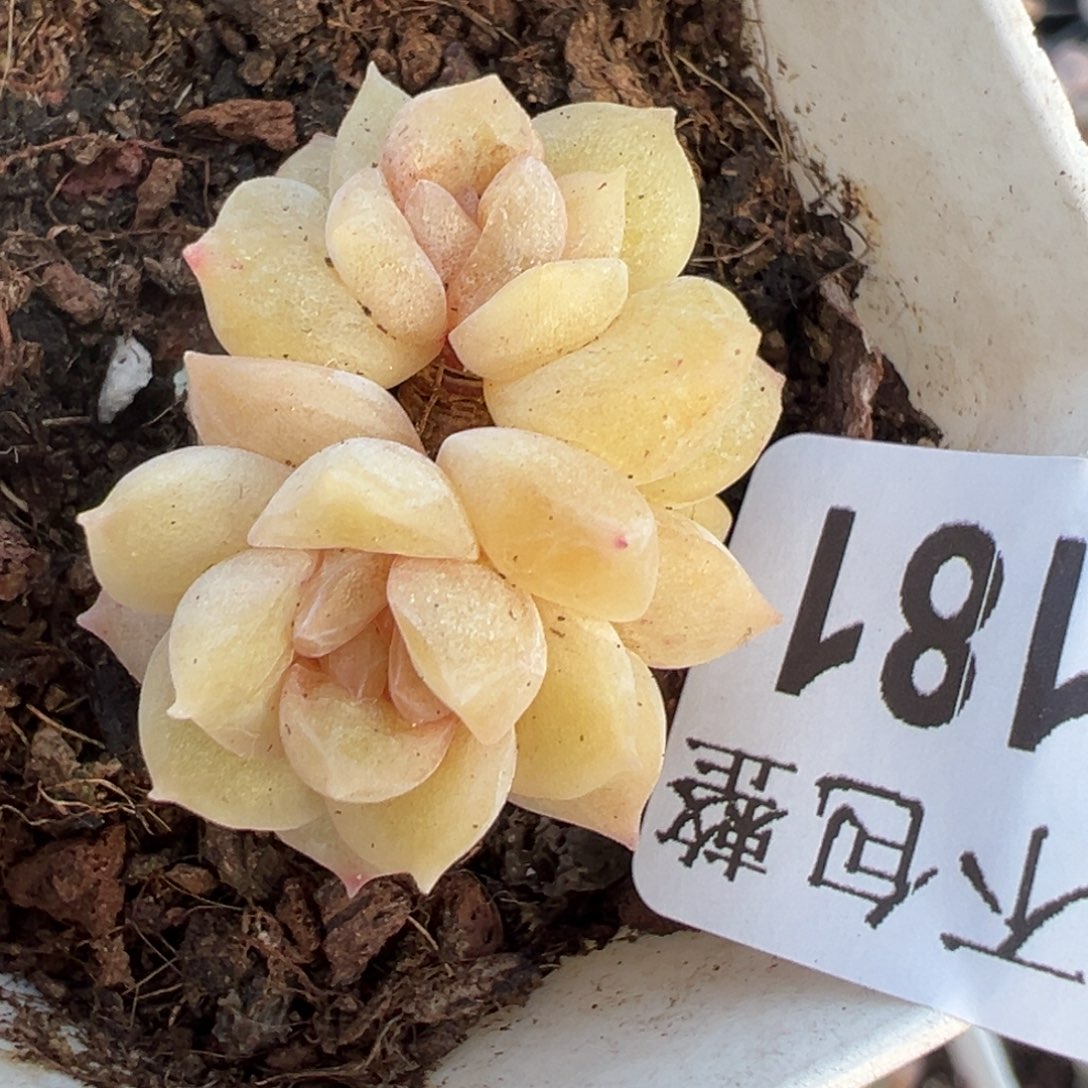 小卡拉米糖心一物一拍29-181