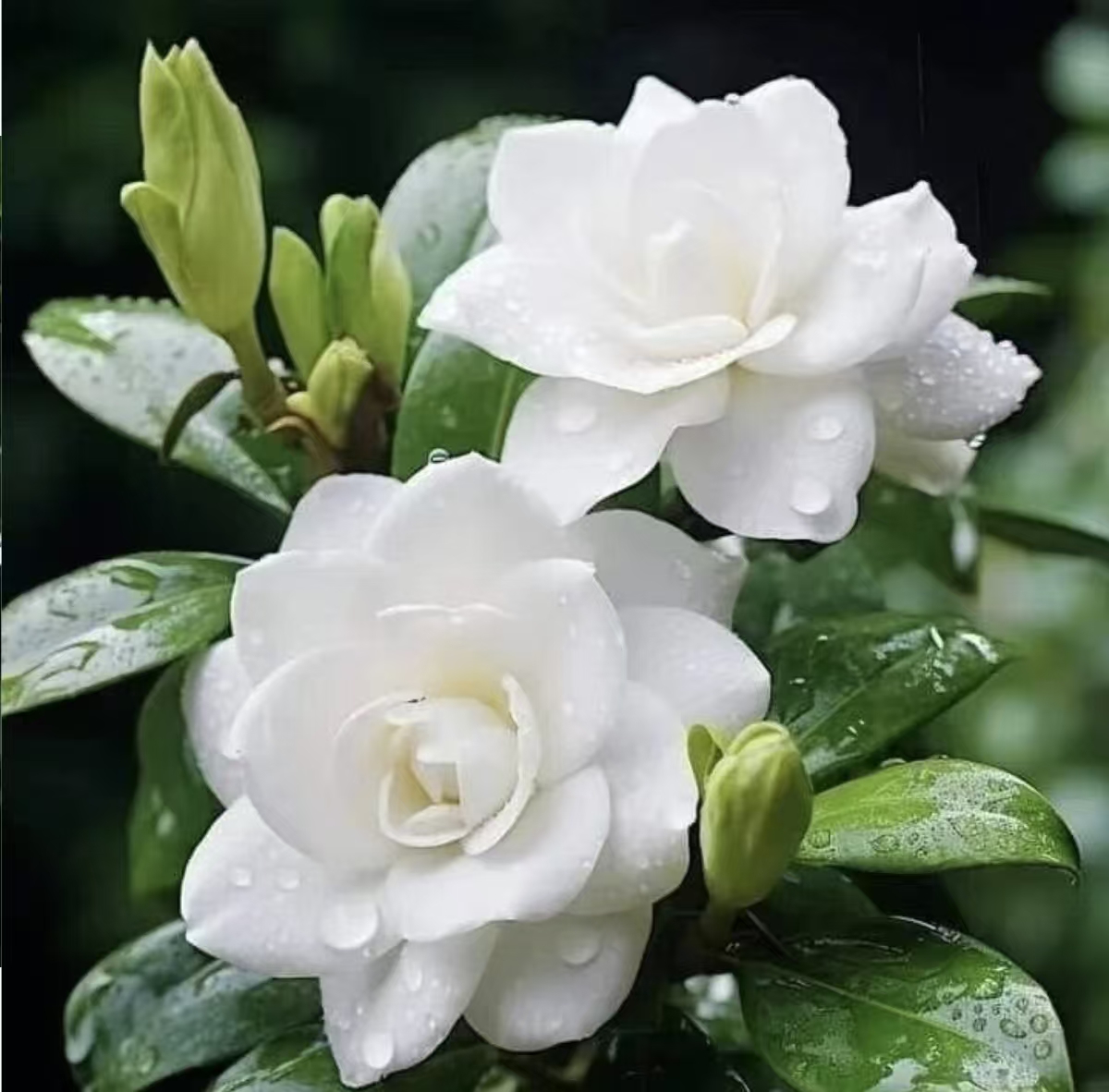 大叶牡丹香水栀子花盆栽室内室外四季开花好养净化空气