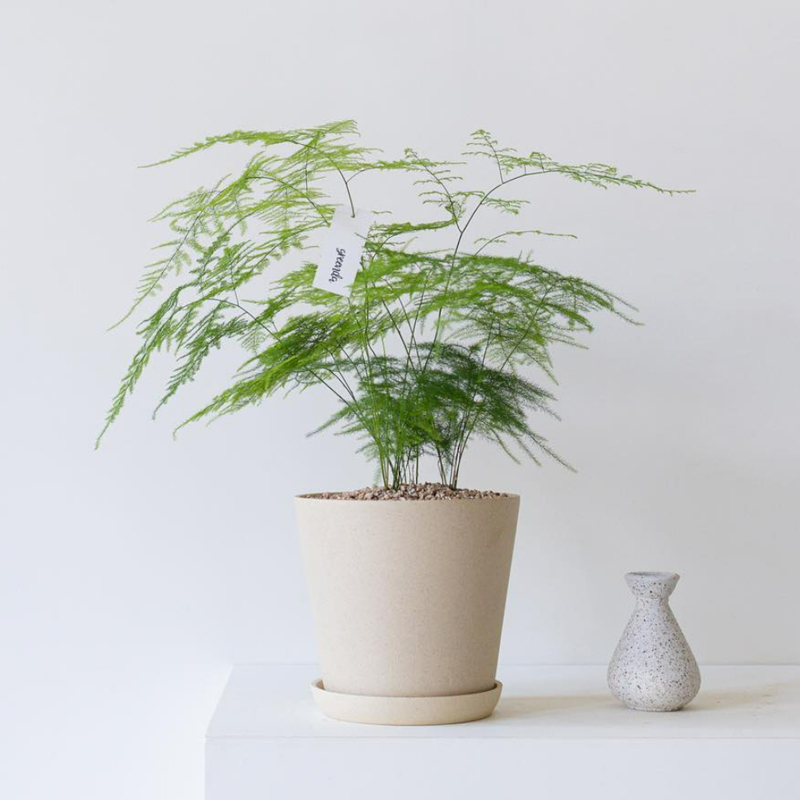文竹盆景植物室内花好养四季常青办公室禅意绿植客厅桌面意境盆栽