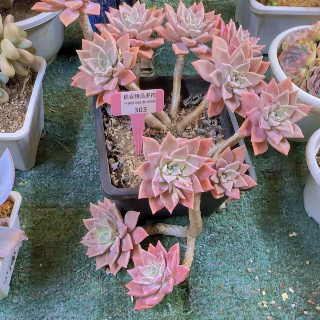 锦安精品多肉植物303